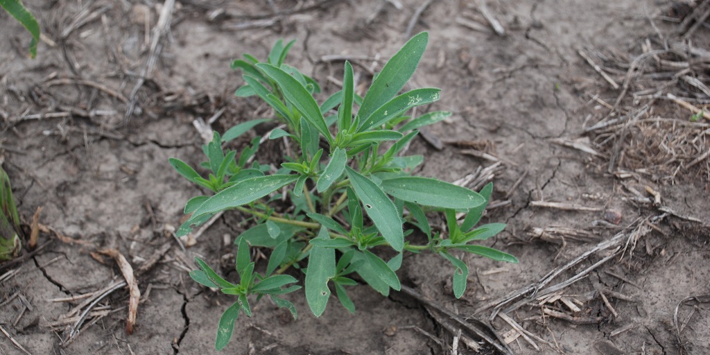 This agronomic image shows the weed kochia.