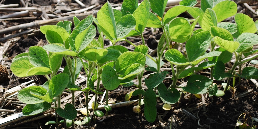 This agronomic image shows young soybean plants.