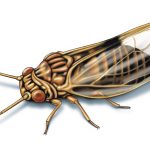 This illustrated image shows the insect pear psylla.