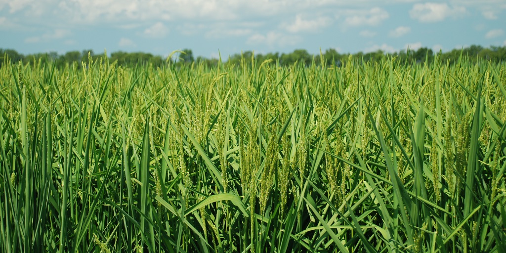 This agronomic image shows a developed rice field.