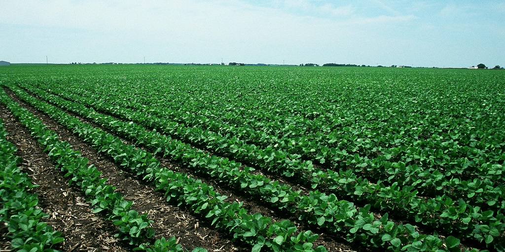 This agronomic image shows a clean soybean field.