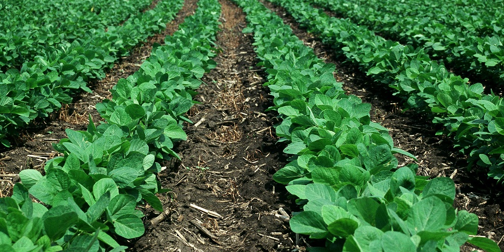 This agronomic image shows soybean plants treated with nemoticide seed treatments.