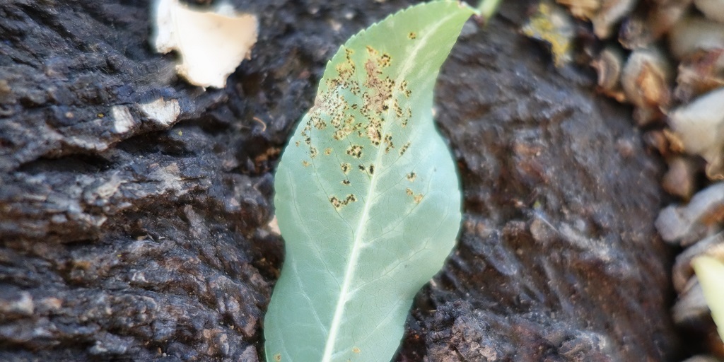 This agronomic image shows rust on almond leaves.
