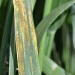 This agronomic image shows stripe rust on wheat.