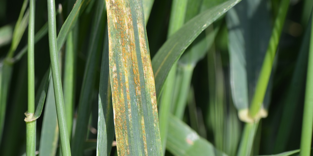 This agronomic image shows stripe rust on wheat.
