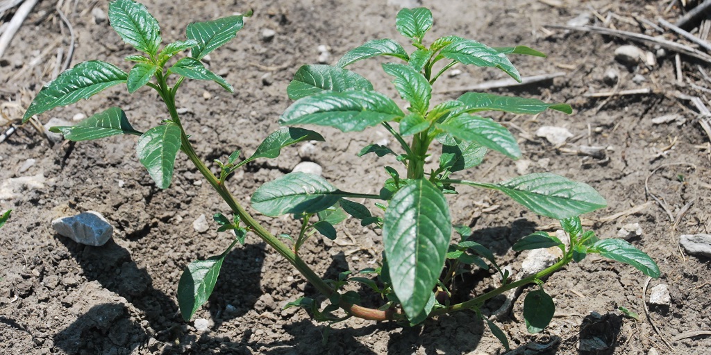 This agronomic image shows waterhemp in a soybean field.