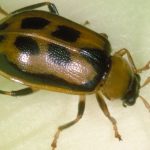 Adult bean leaf beetle