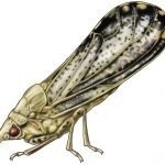 This agronomic image shows an Asian citrus psyllid.