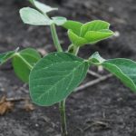 This agronomic image shows a soybean seedling.