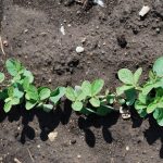This agronomic image shows early soybean plants.