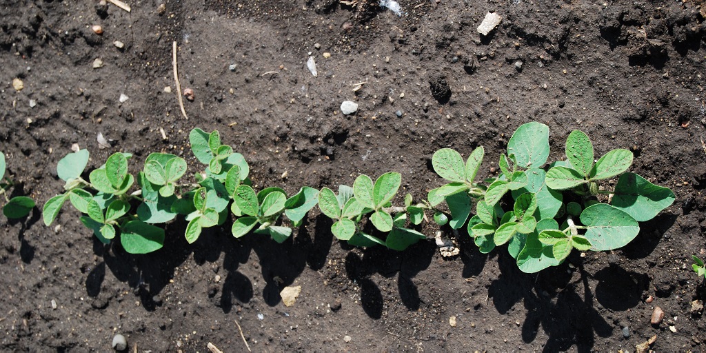 This agronomic image shows early soybean plants.