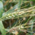 This agronomic image shows fusarium head blight in wheat.