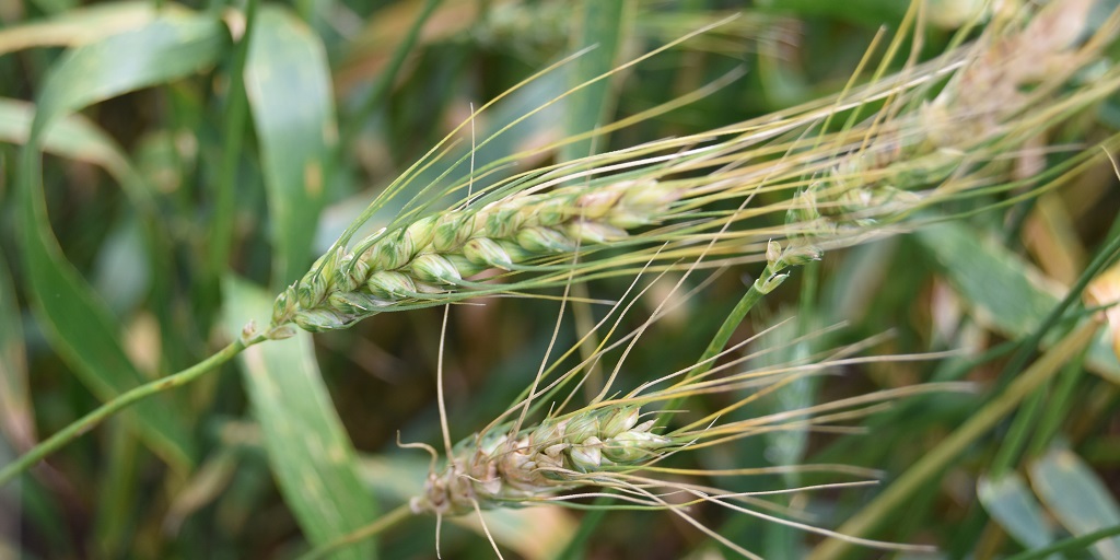This agronomic image shows fusarium head blight in wheat.