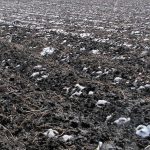 This agronomic image shows frozen soybean fields in the Midwest.