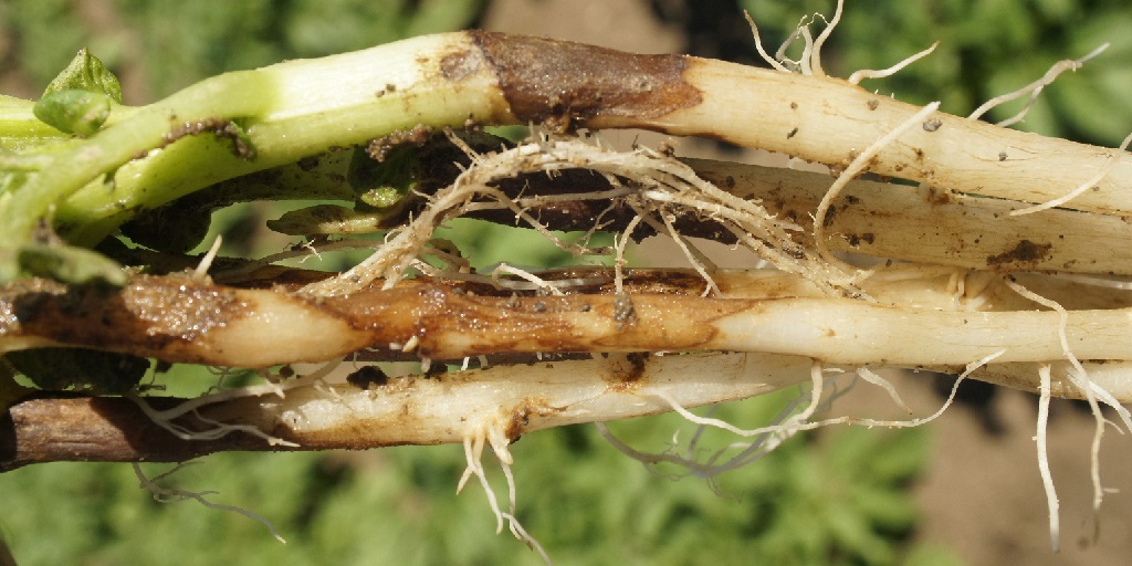 This agronomic image shows potato roots infected with Rhizoctonia.