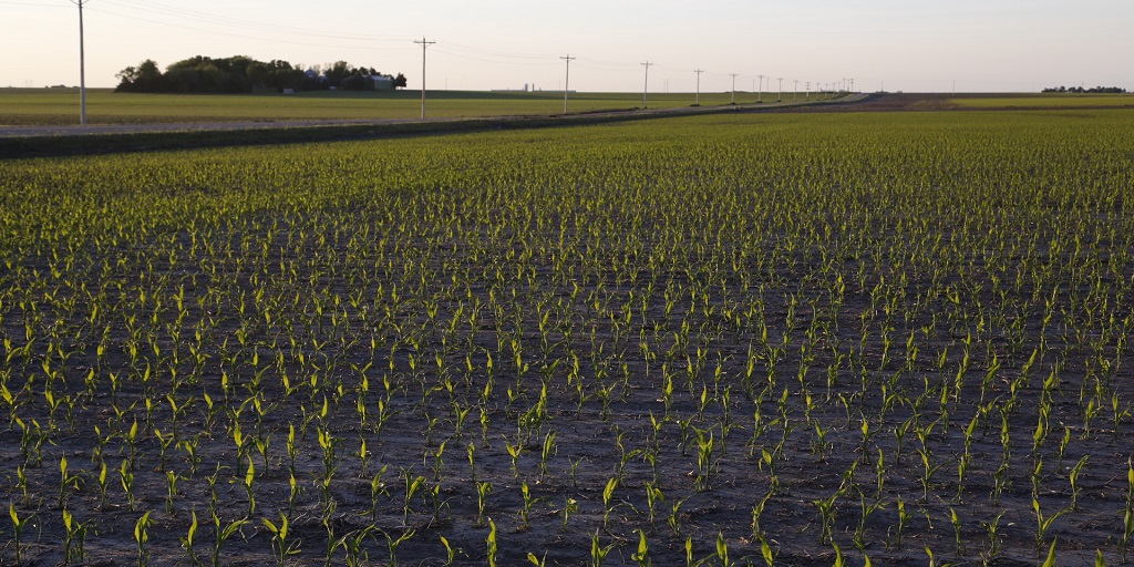 This agronomic image shows young corn.