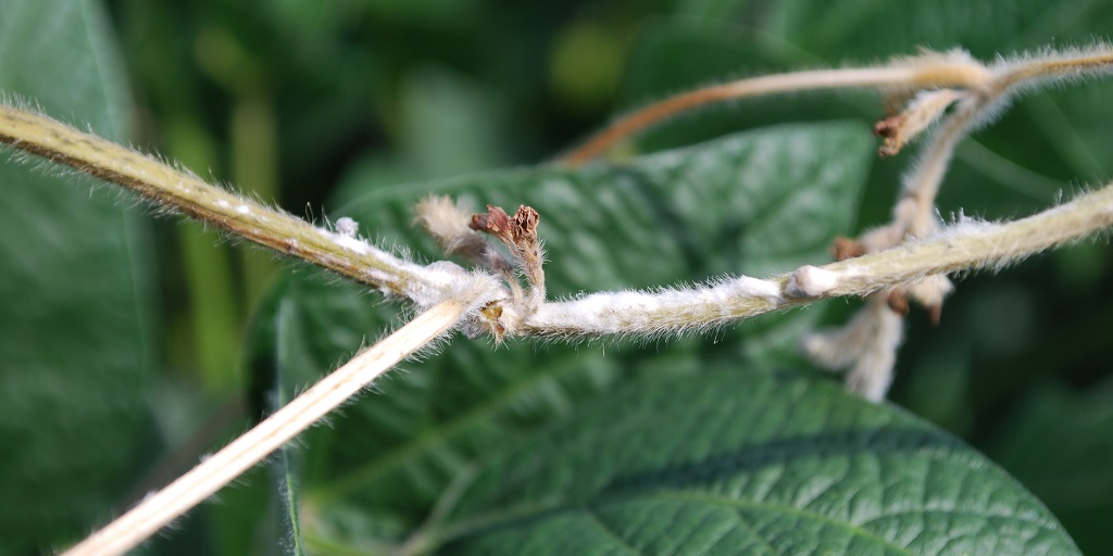 This agronomic image shows bleached soybean stems infected with white mold