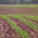 This agronomic image shows an NK cornfield.