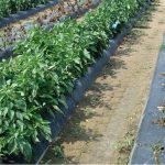 This agronomic image shows peppers on the left treated with Orondis Gold compared to untreated on the right.