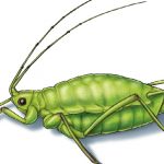 This illustrated image shows a green peach aphid.