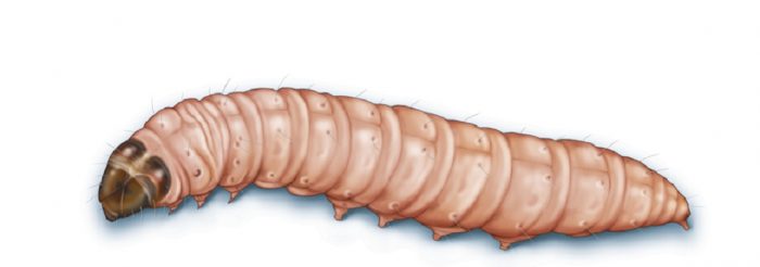 This illustration shows a navel orangeworm.