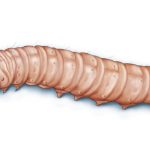 This illustration shows a navel orangeworm.