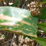 This agronomic image shows Northern corn leaf blight