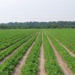 This agronomic image shows a peanut field.
