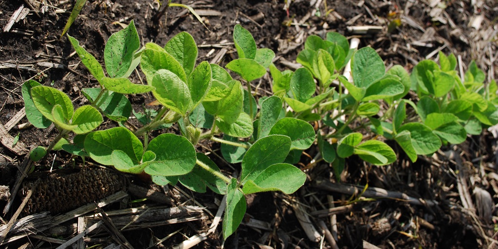 This agronomic image shows soybean seedlings.