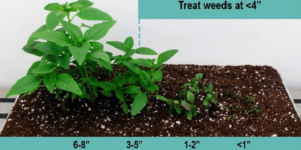 This agronomic image shows weeds from 1 inch to 4 inches.