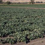 This agronomic image shows a cucumber field.