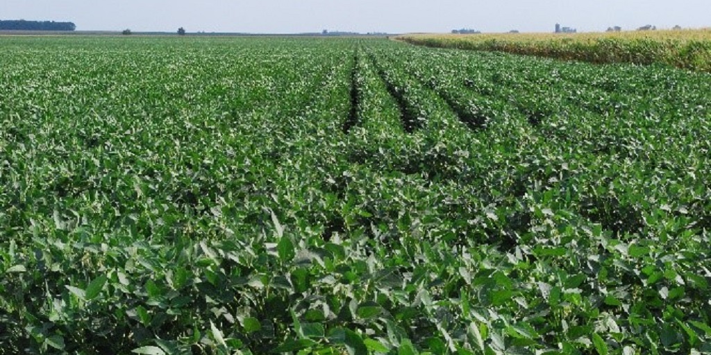 This agronomic image shows a soybean field.