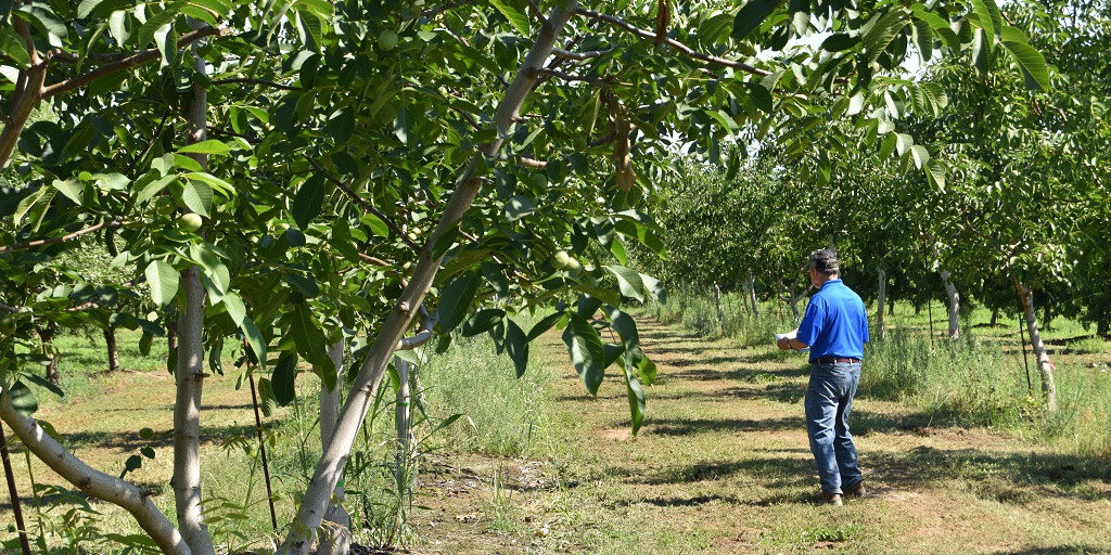 This agronomic image shows walnut trees in Hckman, California