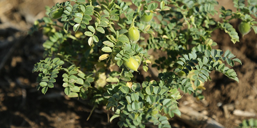 This agronomic image shows chickpeas.