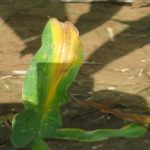 This image shows a corn leaf damaged by nitrogen loss.
