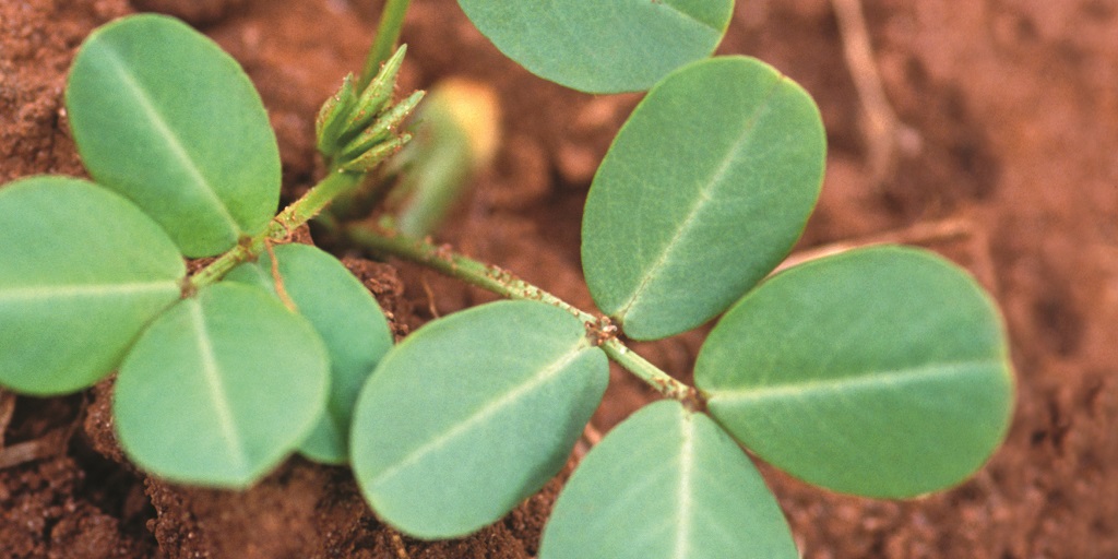 This agronomic image shows peanut leaves.