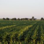 This agronomic image shows a corn field.