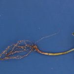 This agronomic image shows Visible SCN on a soybean plant’s roots.