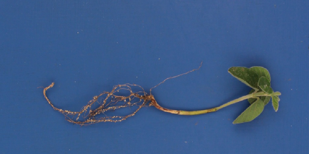 This agronomic image shows Visible SCN on a soybean plant’s roots.