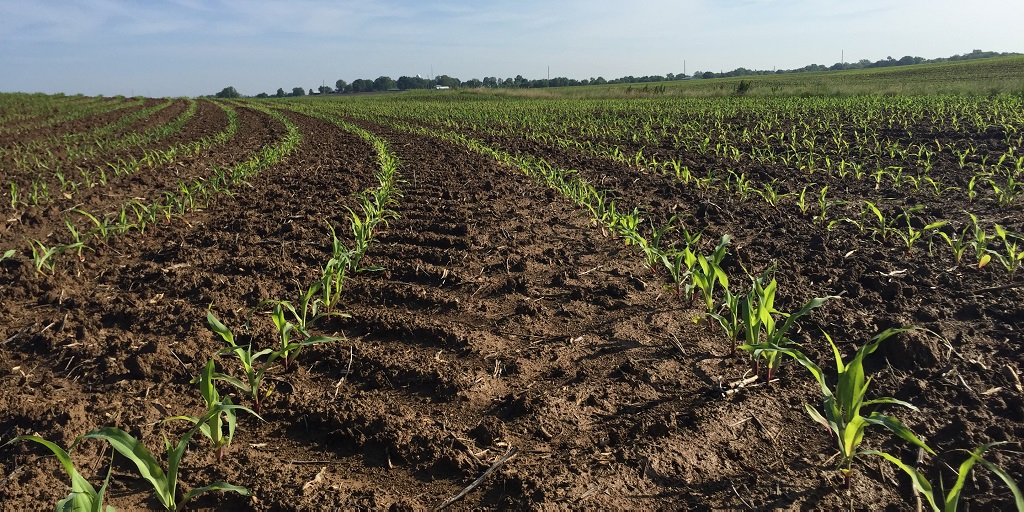 This agronomic image shows a corn field with A full rate of Acuron applied pre-emergence in New Baden, IL.