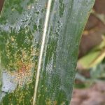 this agronomic image shows southern rust