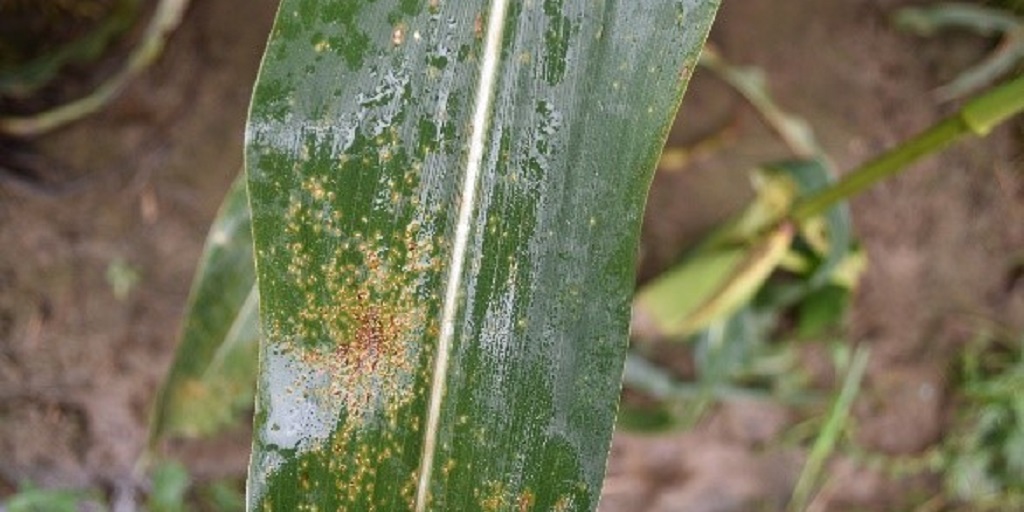 this agronomic image shows southern rust