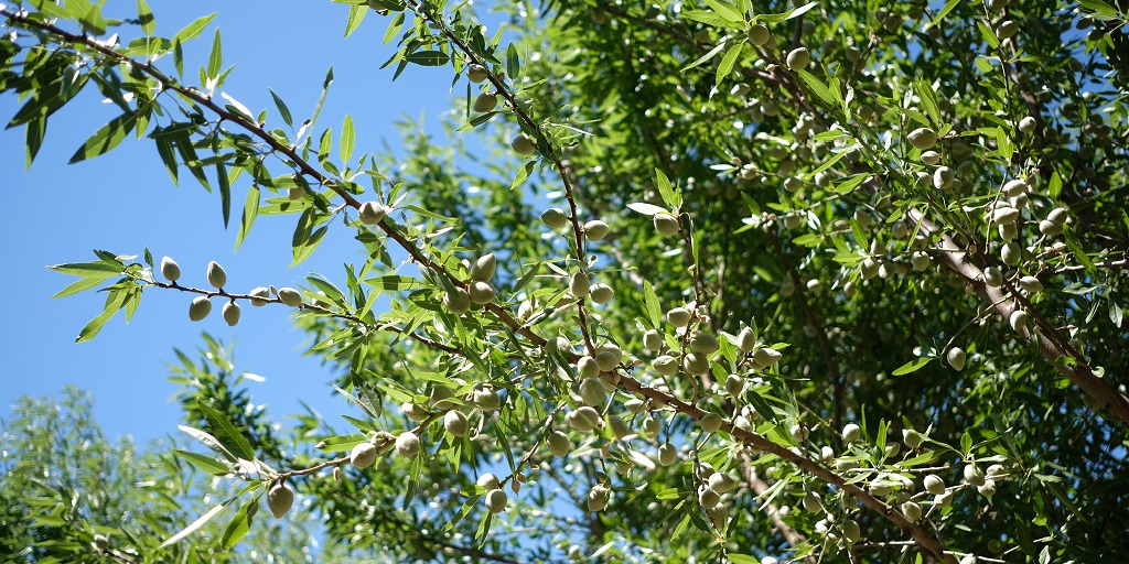 This agronomic image shows almond trees.