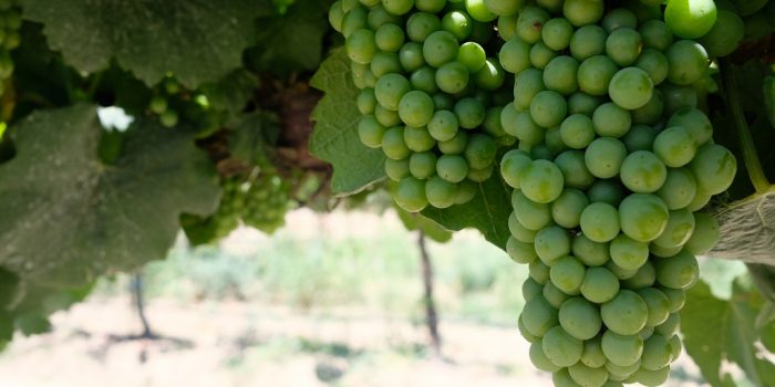 this agronomic image shows grapes treated with Aprovia Top.