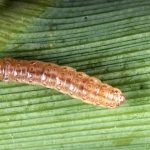 This agronomic image shows a southwestern corn borer.