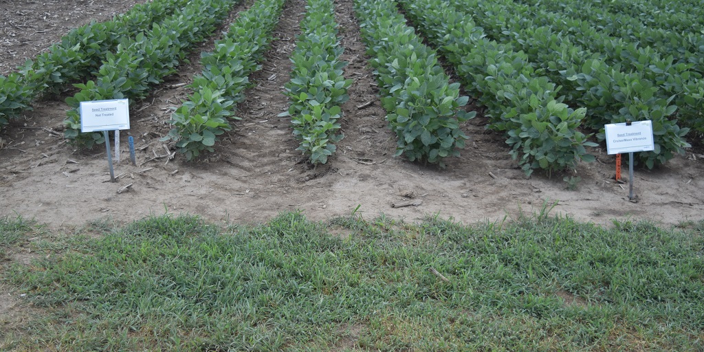 This agronomic image show soybeans in Columbus, MO treated with CruiserMaxx® Vibrance® Beans seed treatment, (right) emerged quickly, had more developed root systems and were noticeably healthier (greener, larger) than their untreated counterparts (left). Vigorous emergence and more developed roots allow soybeans to better tolerate poor growing conditions.