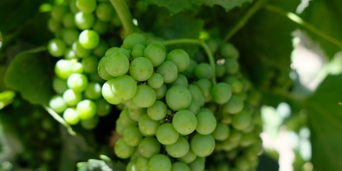 This agronomic image shows grapes treated with Miravis Prime.