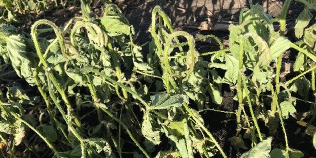 This agronomic image shows phytophthora in soybeans.