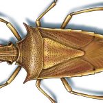 This illustrated image shows rice stinkbugs