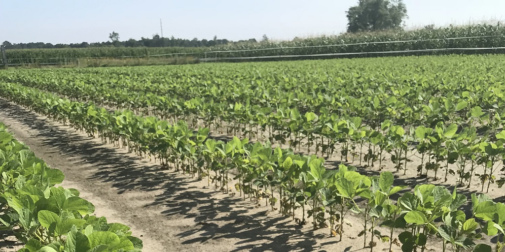 This agronomic image shows a field in Kinston.